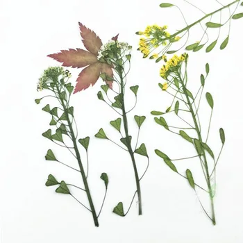  12 adet Preslenmiş Kurutulmuş Capsella Bursa-pastoris Çiçek Bitki Herbaryum Takı Imi Kartpostal telefon kılıfı Aksesuarları